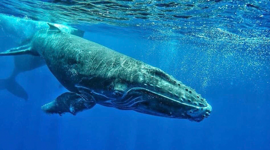 Whales Encounters In Mauritius