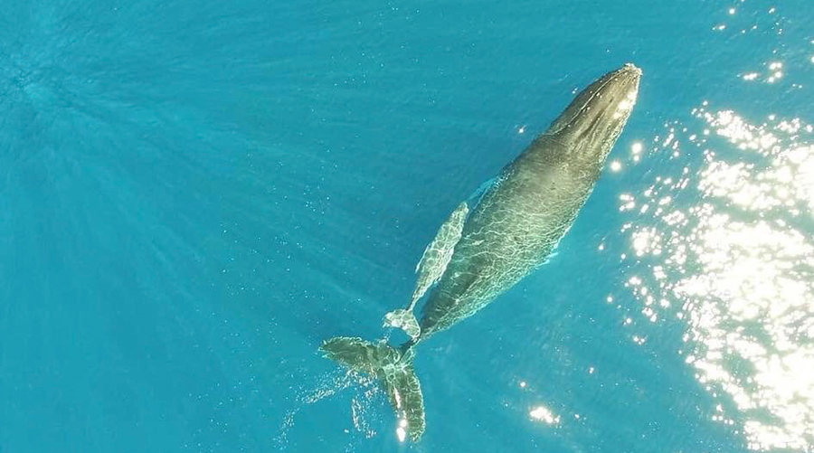 Whales Encounters In Mauritius
