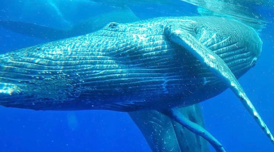 Whales Encounters In Mauritius