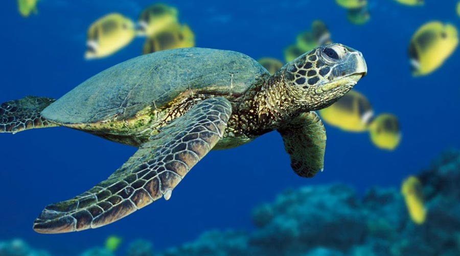 Swim With Turtle